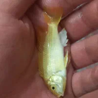 ماهی زینتی گوپی، تگزاسی، ماکرو، شمشیری و مولی|ماهی|نجف‌آباد, امام خمینی|دیوار