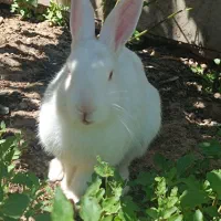 خرگوش سفید پاک دستی