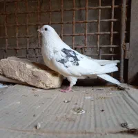 نوک ریز طهرانی|پرنده|شهرکرد, |دیوار