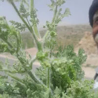 1000متر زمین   سیخ دارنگون برروی جاده اصلی