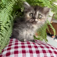 گربه بریتیش