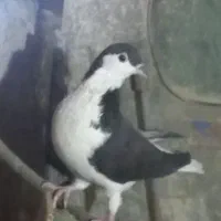 کفتر ساده سیاه پولکی وسرخ|پرنده|خوسف, |دیوار