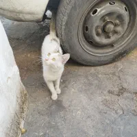 گربه|گربه|اهواز, حصیرآباد|دیوار