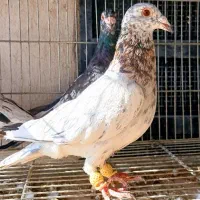 سار هفت رنگ نر و ماده