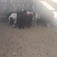 فروش بره چاق نر و ماده|حیوانات مزرعه|بختگان, |دیوار