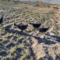 بوقلمون ماده