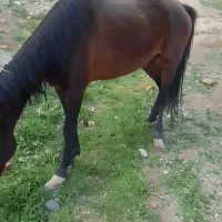 اسب|اسب و تجهیزات اسب‌سواری|رشتخوار, |دیوار