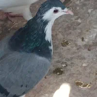 کبوتر