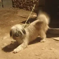 واگذاری سگ|سگ|فلارد, |دیوار