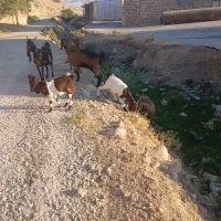 فروش‌بز‌اسرایلی‌|حیوانات مزرعه|فلارد, |دیوار