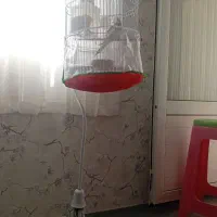 پرنده|پرنده|مشهد, شهرک بهارستان|دیوار