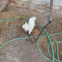 توله اشپیتز ماده|سگ|رفسنجان, |دیوار