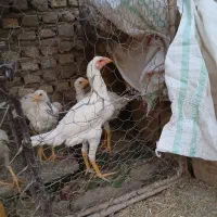 مرغ خروس  لاری اشامو ۵ماه