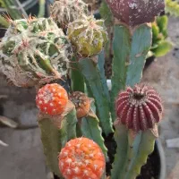 مجموعه های خفن کاکتوس