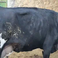 گاو برانسویس