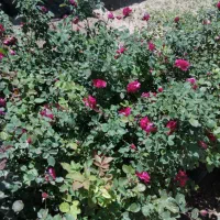 گلمحمدی پائیزه حراج|حراج|ایذه, |دیوار