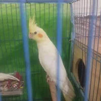 عروس هلندی نر و ماده