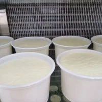 پخش انواع ماست محلی