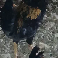 مرغ جوجه خروس|حیوانات مزرعه|کردیان, |دیوار