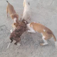 توله سگ جهت نگهبانی وچوپانی