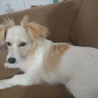 سگ‌ پامر