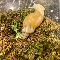 حلزون ۸ ماهه