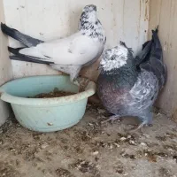 تعدادی کبوتر پرشی نروماده