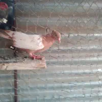 سینه زردوجوجه  اشعل|پرنده|اهواز, کوی بشارت|دیوار
