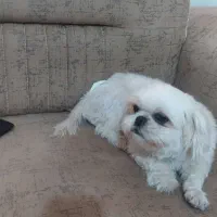 شیتزو فلت اصل مینیاتوری سایز ریز|سگ|پرند, فاز ۳|دیوار