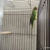 طوطی ملنگو|پرنده|لنگرود, |دیوار