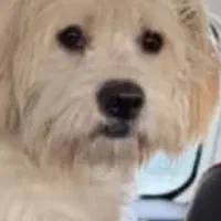 سگ گمشده|حیوانات|تنکابن, |دیوار