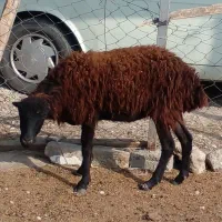 یک گوسفند شیشک شکم اول سم شکسته قیمت مناسب|حیوانات مزرعه|گرگان, |دیوار