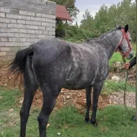 مادیان عروسک کمیاب