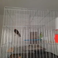 گلبسر مست بخون