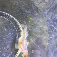 گلد فیشgold fish.معاوضه با گوپی|ماهی|شیراز, شهرک مدرس|دیوار