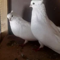 کبوتر نوک ریز سفید