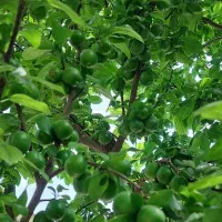 خانه ویلایی معاوضه استان گیلان|فروش خانه و ویلا|رشت, بازار|دیوار