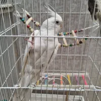 عروس های کاملا دستی|پرنده|قم, بکایی|دیوار