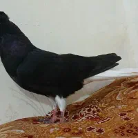 جوجه اشعل