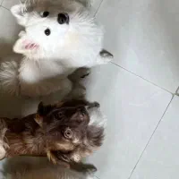 پانسیون سگ و گربه پردیس بومهن رودهن