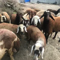بره نر جنس دار