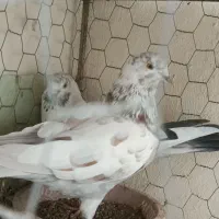 قلم کار باخت رفته ابر بردتش