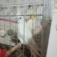 عروس هلندی لوتینو و البینو