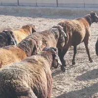 بره و شیشک پروار