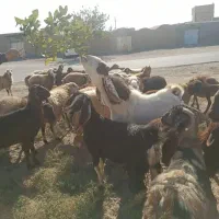 نربز جوان