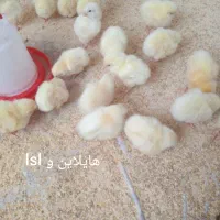 جوجه صنعتی یک روزه تخم گذار و‌محلی