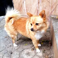 سگ پامر کله روباهی