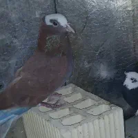 یک دونه کبوتر گرگی|پرنده|کوهدشت, |دیوار