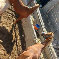 حیوانات