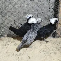 مرغ خروس لهستانی|حیوانات مزرعه|رشت, بلوار گیلان|دیوار